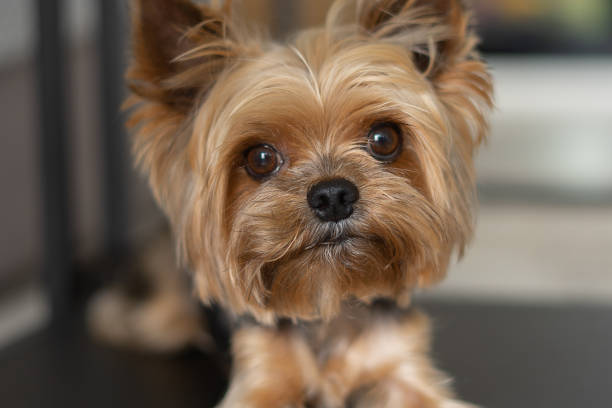 istock dog yorkshire terrier close-up dark background 1328221882