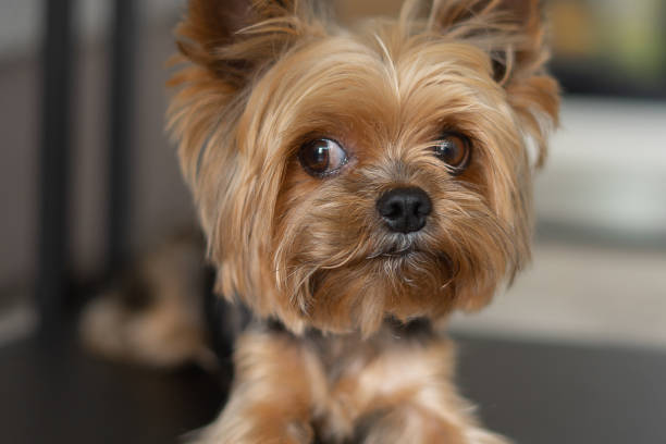 istock dog yorkshire terrier close-up dark background 1328221903