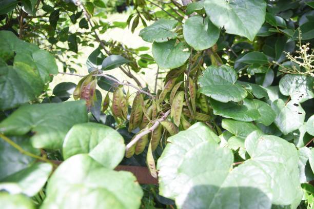 istock Chinese redbud flowers and fruits. 1328223085