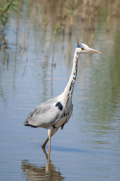 istock Close-up of heron 1328223201