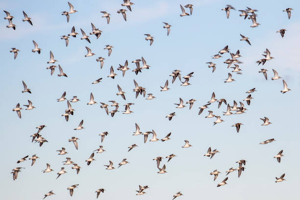 istock Flock of Common Scorns 1328223222