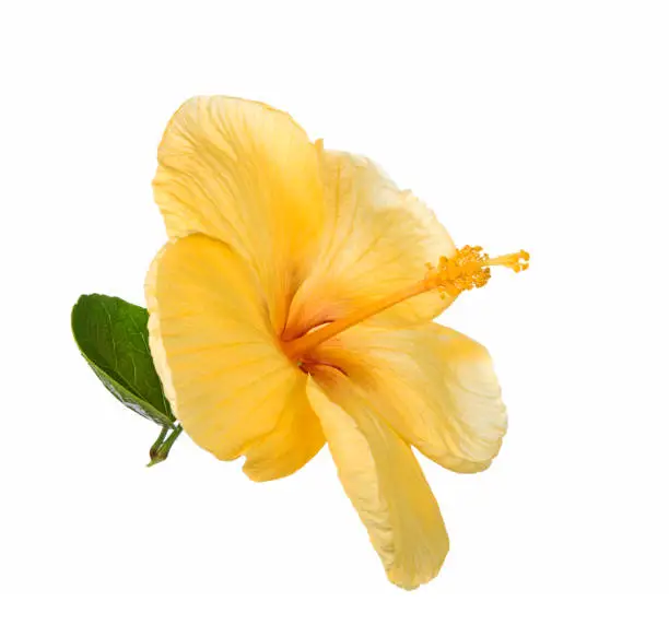Photo of Hibiscus flower yellow isolated on white background