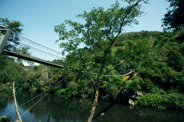A suspension bridge over a small river in the forest.