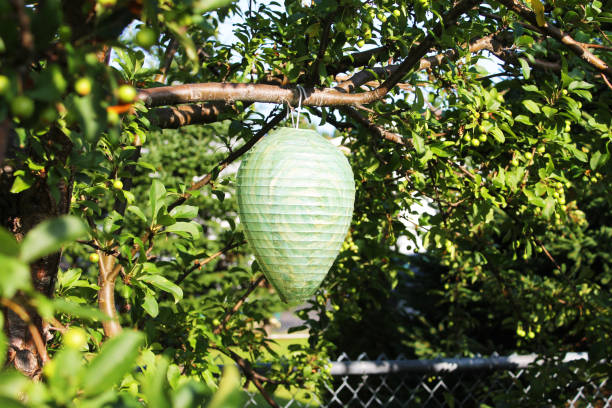 istock Paper wasp nest decoy 1328232339