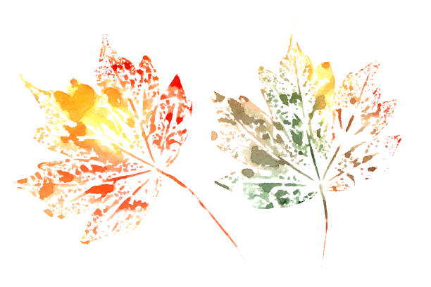 istock set of autumn watercolor leaves on a white background 1328237452