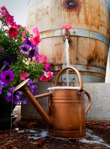 Rain barrel overfilling a watering can next to flowers Old wooden wine barrel converted into a backyard rain barrel overfilling a watering can sitting next to petunias on a summer day water conservation photos stock pictures, royalty-free photos & images