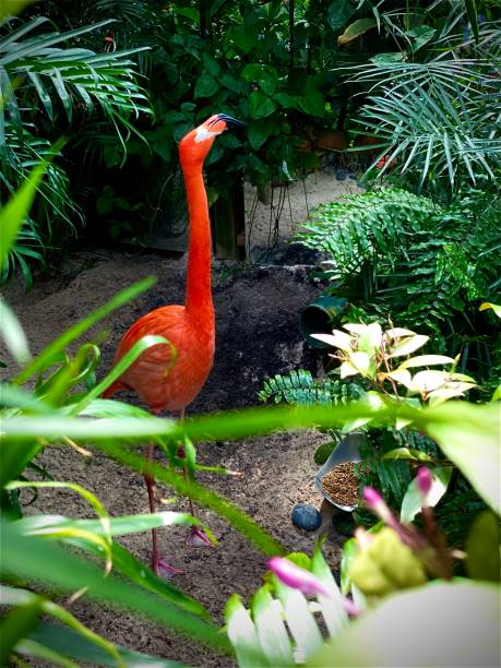 sonreír - american flamingo fotografías e imágenes de stock