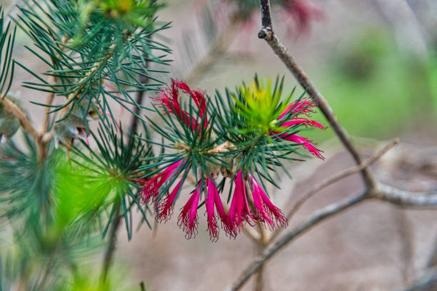 Flora at the Alcoa Wellard wetlands in Perth WA