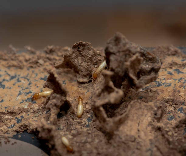 istock Close up of Termites Eating wood, (Termite damage house) 1328248525