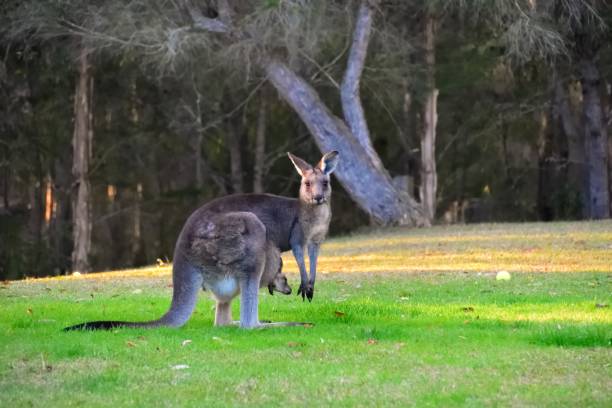 istock Mother Kangaroo with Joey 1328249320