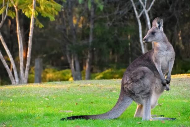istock Mother Kangaroo with Joey 1328249900