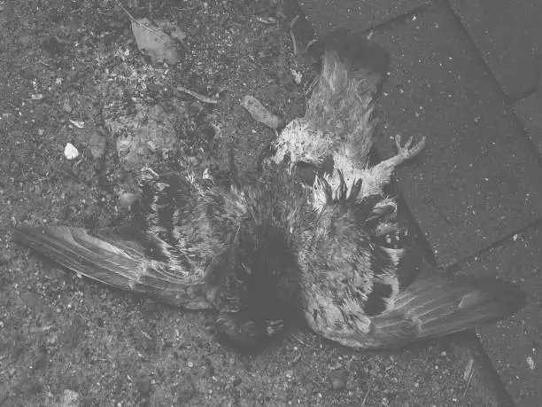 A Surreal and abstract depiction of pigeon laying dead in the pavement, after being smashed by a car. Photo shot in early February 2021, in Dusseldorf, Germany.