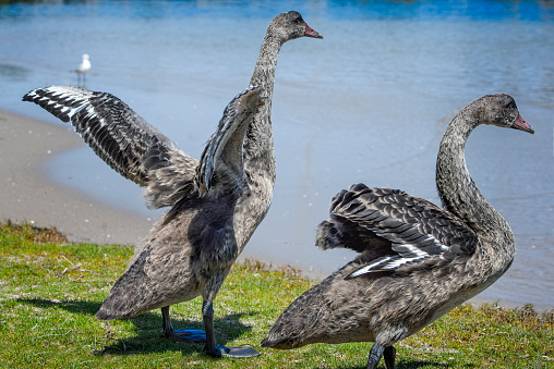 Juvenile Black Swans stretching their wings