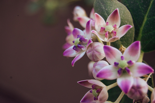 Calotropis procera is a species of flowering plant in the family Apocynaceae that is native to North Africa, tropical Africa, Western Asia, South Asia, and Indochina. The green fruits contain a toxic milky sap that is extremely bitter and turns into a gluey coating which is resistant to soap.