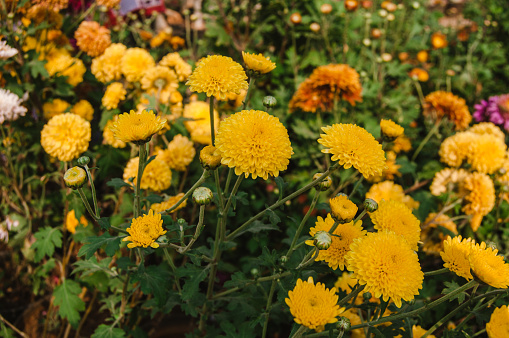 Chrysanthemum morifolium is a species of perennial plant from family Asteraceae.
