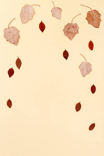 istock Autumn composition with red and brown autumn leaves on beige. Fall time concept. Flat lay, top view. 1328253896