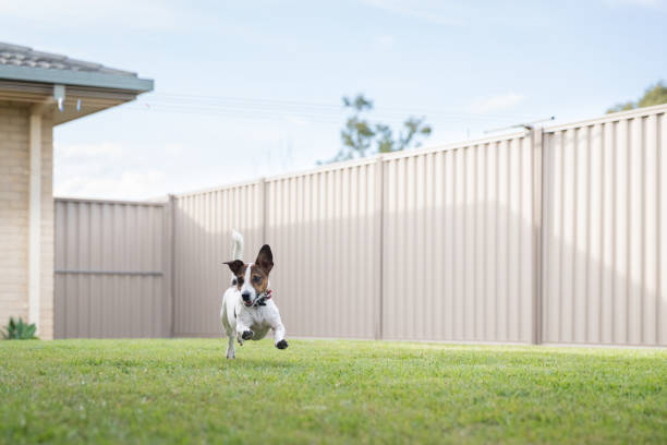 A Jack Russell Terrier running in backyard with steel fence and green lawn. Lush green lawn in neatly fenced yard with pet dog partition stock pictures, royalty-free photos & images