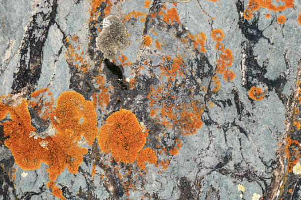 istock Moss and lichen growing on grey rock. Natural texture background with bright colorful vegetation on stone. 1328254694
