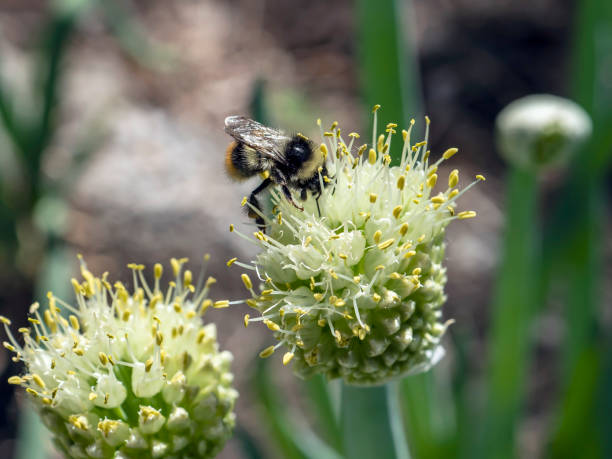 istock bumblebee pollinates flowering onions in the garden 1328258185
