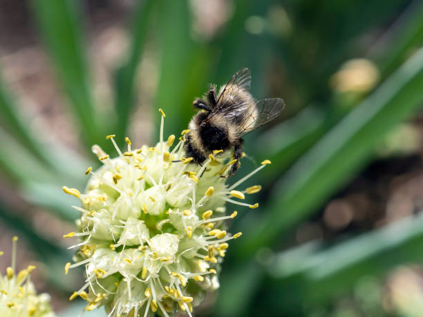 istock bumblebee pollinates flowering onions in the garden 1328258189