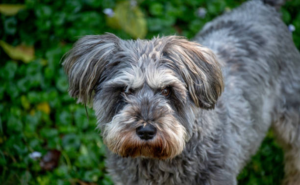 istock Grey Schnauzer on the lookout for intruders. 1328259139