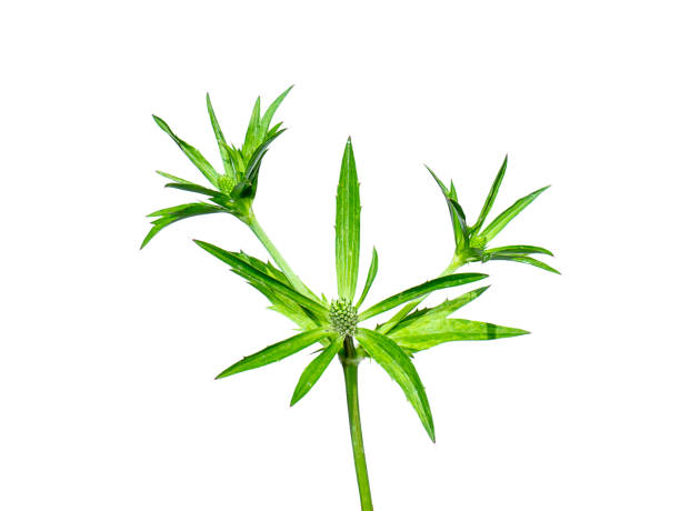 istock The Sawtooth coriander flower on white background. 1328260159