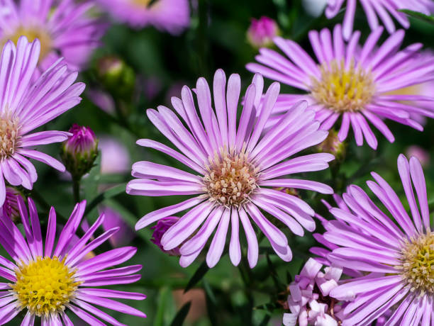 istock Close up Marguerite Daisy flower 1328260170
