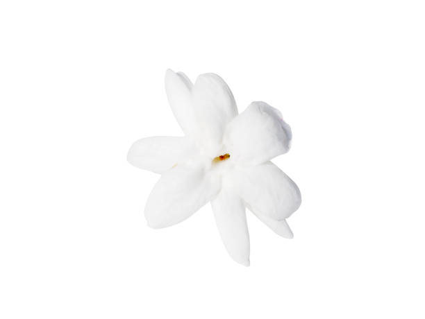 istock Close up of white jasmine flower isolate on white background 1328260782