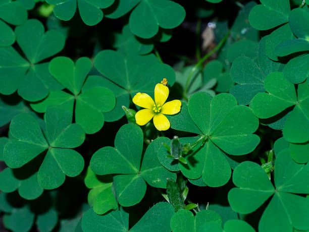 istock Close up Creeping lady's sorrel plant background. 1328260904