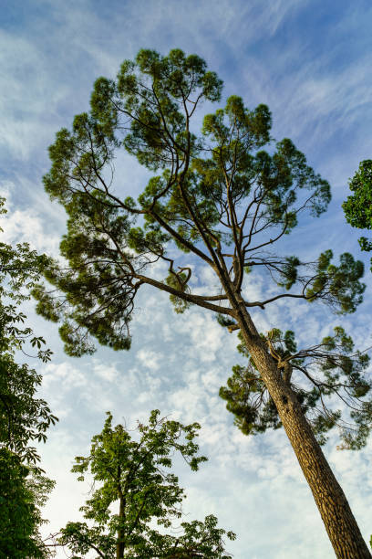 Photo of Large pine tree in silhouette against blue sky with clouds in summer day.