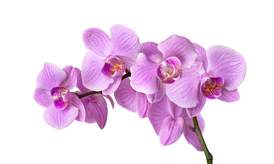 Branch of pink orchid isolated on white background