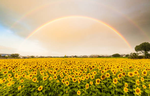 arco iris doble sobre el campo grande del girasol - sunflower landscape flower field fotografías e imágenes de stock