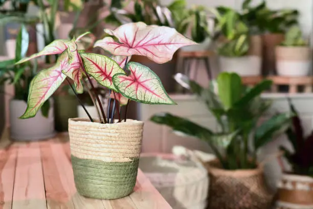 Potted 'Caladium White Queen' plant with white leaves and pink veins in basket on wooden table in front of other plants in blurry background