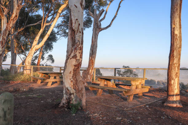 istock picnic benches in morning sun amidst eucalypts 1328267534