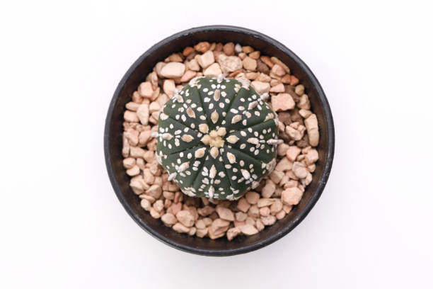 istock Astrophytum Cactus in a pot on white 1328268395