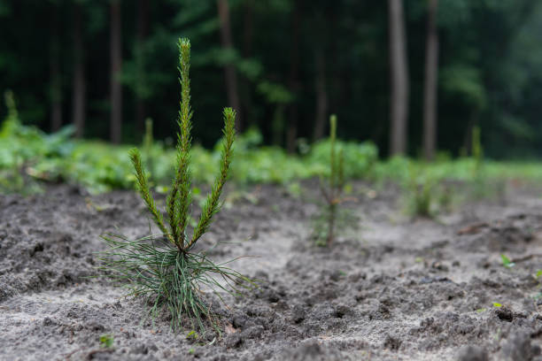 Small pine tree on the tree nursery. Planting new coniferous trees in forest. Environmentally friendly lifestyle. Ecology and environmental protection concept