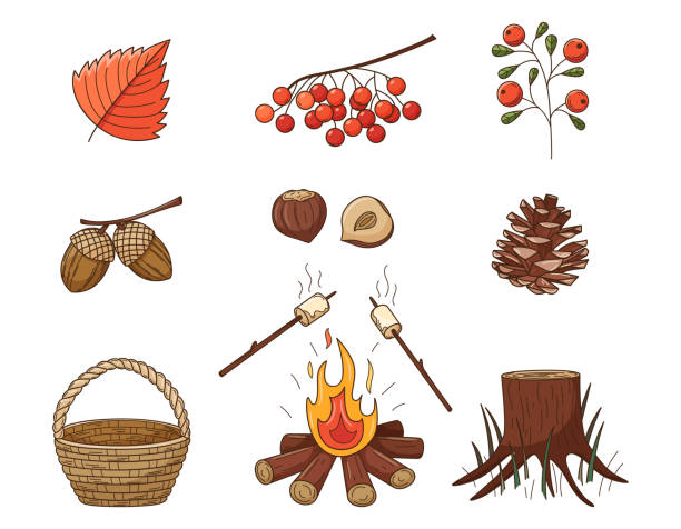 ein satz farbiger kritzeleien. tannenzapfen, lagerfeuer, stumpf, eberesche, beeren, eicheln, haselnuss. wald, herbstliche dekorative elemente mit strich und füllung. farbvektorillustration auf weiß isoliert - berry fruit fruit ash autumn stock-grafiken, -clipart, -cartoons und -symbole