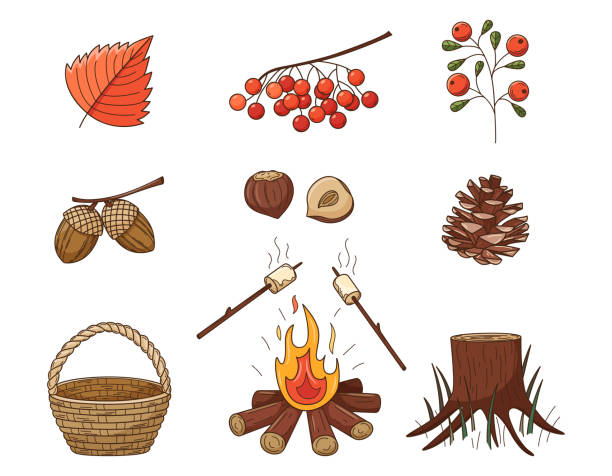 A set of colored doodles. Pinecone, bonfire, stump, mountain ash, berry, acorns, hazelnut. Forest, autumn decorative elements with a stroke and fill. Color vector illustration isolated on white A set of colored doodles. Pinecone, bonfire, stump, mountain ash, berry, acorns, hazelnut. Forest, autumn decorative elements with a stroke and fill. Color vector illustration isolated on white. oak fire stock illustrations