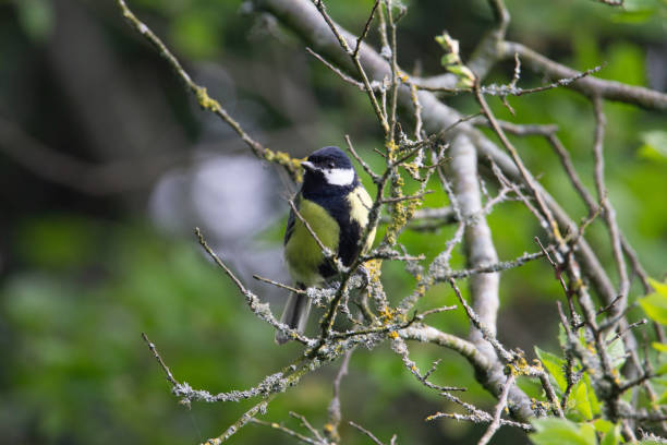 istock black yellow and white tit 1328271913