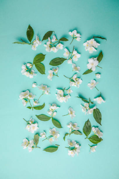 istock Pattern of bud jasmine and leaves scattered on a green background, overhead view. Flat lay 1328273847