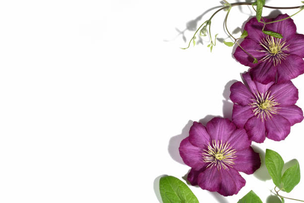 Pink purple clematis flowers isolated on white background. Border or frame for your text. Floral summer or spring background. Greeting card.