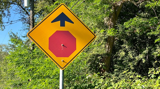 Photos Road sign stop ahead forest warning