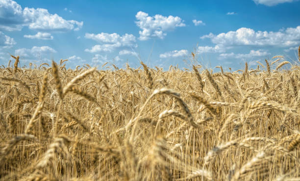istock Ripe dry ears of wheat 1328275739