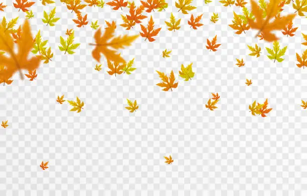 Vector illustration of Vector leaf fall on an isolated transparent background. Autumn, the leaves are falling from the trees.