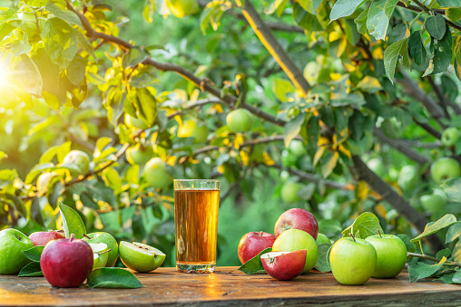 Fresh apple juice and organic apples on wooden table.  Summer orchard in the evening sun rays at the background.