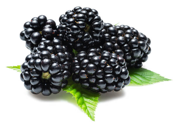 istock Blackberries with blackberry leaves isolated on a white background. 1328278074