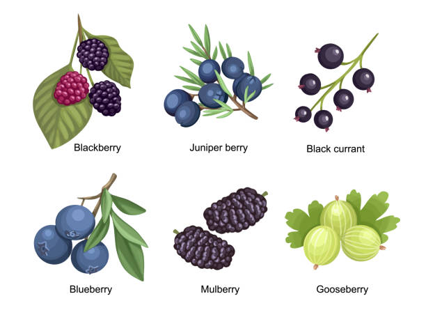 ilustraciones, imágenes clip art, dibujos animados e iconos de stock de set summer garden and wild berries blackberry, juniper berry, black currant and blueberry with mulberry and gooseberry - blackberry fruit mulberry isolated