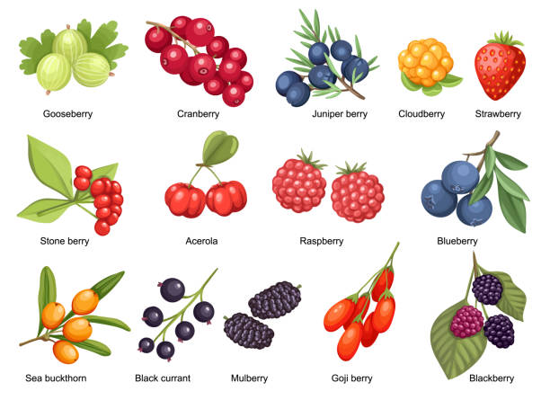 ilustrações, clipart, desenhos animados e ícones de conjunto cloudberry, morango, cranberry e framboesa com stone berry, acerola e goji. blackberry - blackberry fruit mulberry isolated