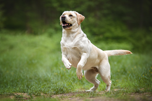 Labrador retriever jumping