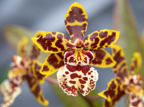 Western orchid named Odonto Kidium Wildcat